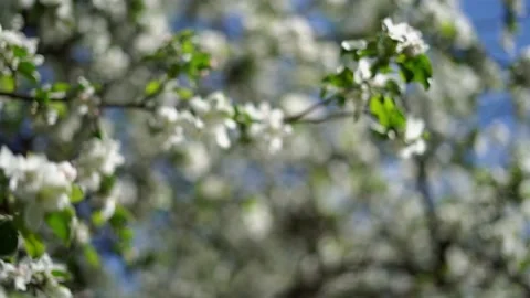 Blossoming apple tree, branches with beautiful white flowers, camera moves Stock Footage 159366806