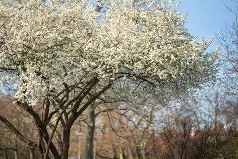 Blossoming apple tree branches on bright sunny day in spring park in Prague in 库存照片