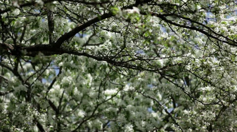 Blossoming apple tree branches Stock Footage 24685527