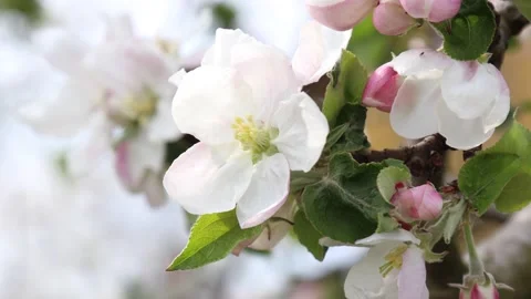 Blossoming apple tree branches. Видео 144377163
