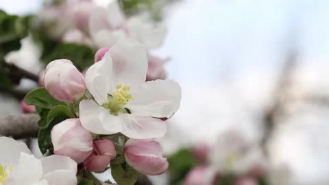 Blossoming apple tree branches. Stock Footage 144377442