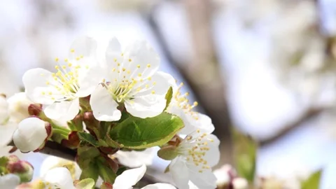 Blossoming apple tree branches. Stock Footage 144377674