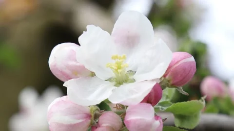 Blossoming apple tree branches. Stock Footage 144377736
