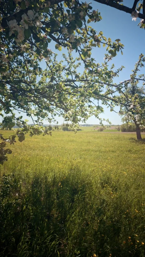 Blossoming Apple Tree Branches Framing a Sunny Green Meadow Landscape Stock Footage 334135233