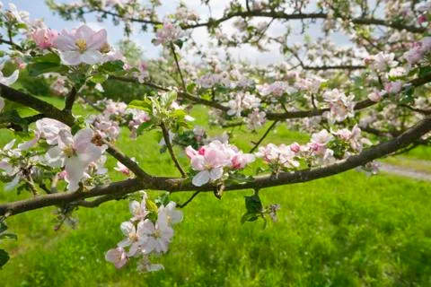 Blossoming Apple Tree Branches Foto stock