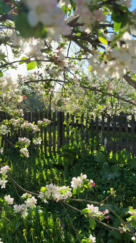 Blossoming apple tree branches in spring garden Stock Footage 324599256