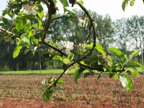 Blossoming apple tree branches in spring . Tuscany, Italy Stock Photos