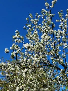 Blossoming apple tree branches in spring Stock Photos