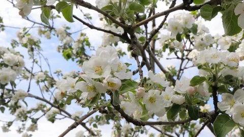 Blossoming apple tree branches sway in a light breeze against a blue sky Stock Footage 126748959