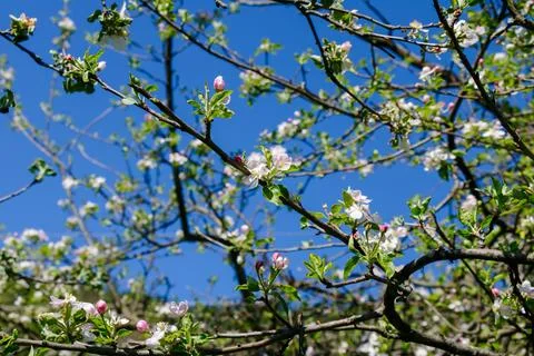 Blossoming apple tree branches under a clear blue sky Stock Photos
