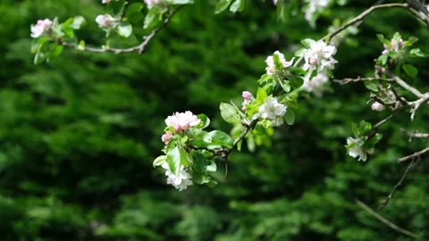 Blossoming Apple Tree Branches with White Flowers in Spring Garden Video stock 333010961