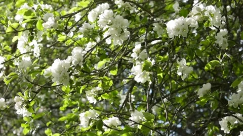 Blossoming apple tree branches, wind, sunlight Stock Footage 146689710