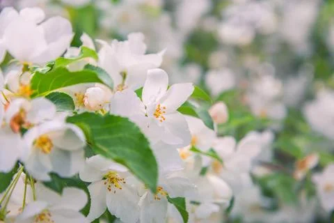 Blossoming apple tree brunch with white flowers Foto stock
