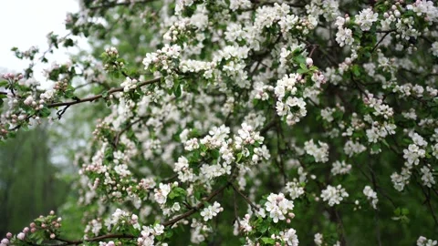 Blossoming apple tree close-up in spring Stock-Footage 135381384