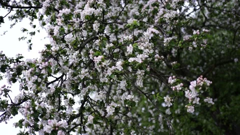 Blossoming apple tree close-up in spring 스톡 동영상 135381790