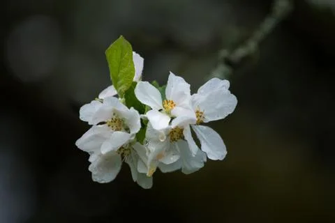 Blossoming apple-tree close-up, white flowers Foto stock