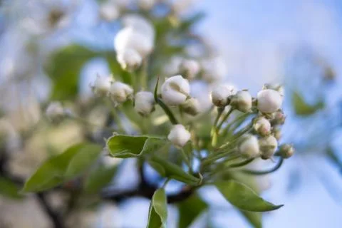 Blossoming apple tree, closeup Stock Photos