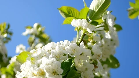 Blossoming apple tree, early spring, blue sky and apple tree Stock Footage 89794726