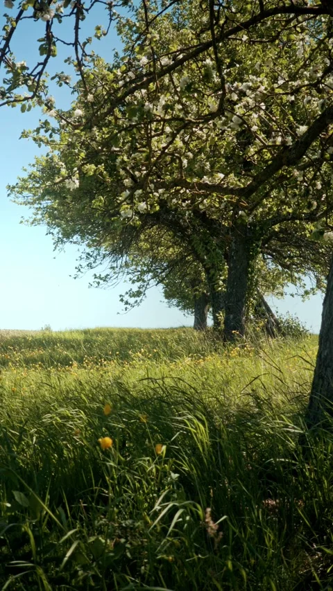 Blossoming Apple Tree at Edge of Yellow Wildflower Meadow, Low Angle Stock Footage 334135485