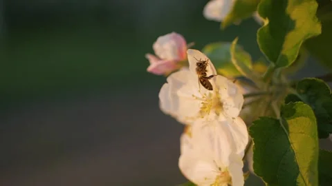 Blossoming apple-tree flower with bee picking nectar Stock Footage 90000607