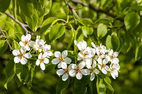 Blossoming apple tree flower in spring closeup. Stock Photos