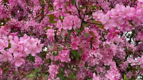 The blossoming apple tree flowers are of an unusual color. Stock Footage 153977236