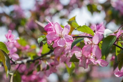 Blossoming apple tree with flowers in the spring garden Stock Photos