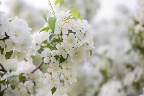 Blossoming apple tree with flowers in the spring garden Stock Photos