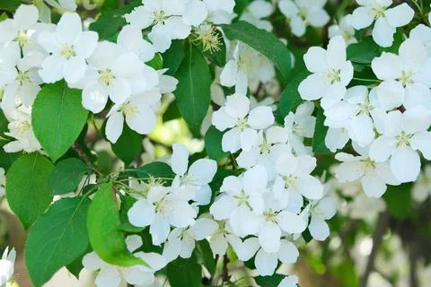 Blossoming apple tree flowers in spring sunshine Stock Photos