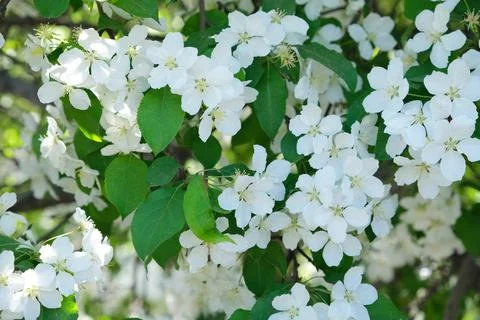 Blossoming apple tree flowers in spring sunshine Stock Photos