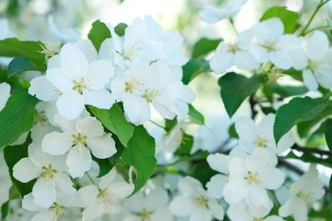 Blossoming apple tree flowers in spring sunshine Stock Photos