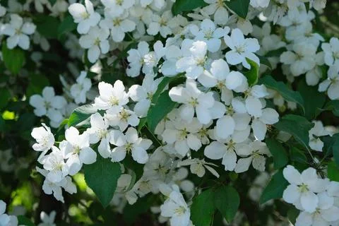Blossoming apple tree flowers in spring sunshine Stock Photos