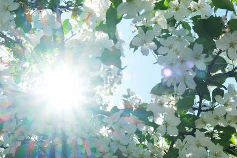 Blossoming apple tree flowers in spring sunshine Stock Photos