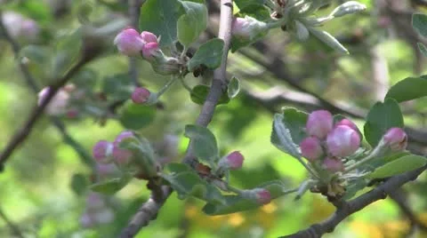 Blossoming apple tree 스톡 동영상 10909248