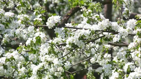 Blossoming apple-tree Video stock 20490261