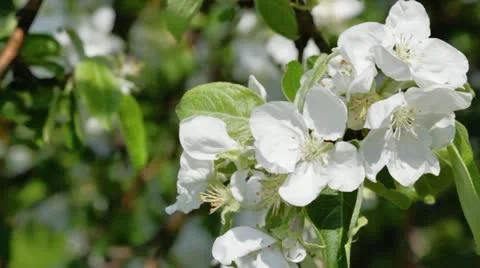 Blossoming apple tree Stock Footage 20524783