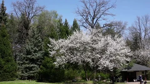 Blossoming apple tree Stock Footage 50827528