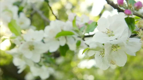 Blossoming Apple Tree Stock Footage 50976597