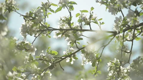 Blossoming Apple tree Stock Footage 63613391