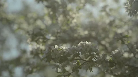Blossoming Apple tree Stock Footage 63613461
