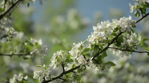 Blossoming Apple tree Stock Footage 63613584