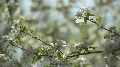 Blossoming Apple tree Stock Footage 63613618