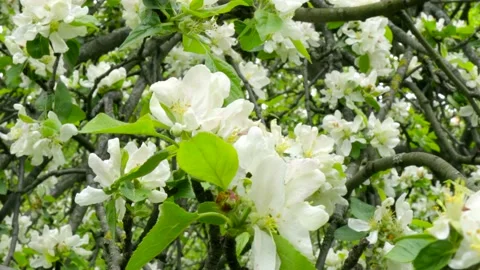 Blossoming apple tree Stock Footage 130623162