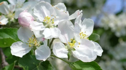 Blossoming apple tree Stock Footage 154294001