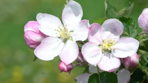 Blossoming apple tree Stock Footage 154295062