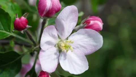 Blossoming apple tree Stock Footage 154295887