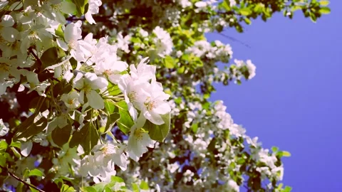 Blossoming apple tree Stock Footage 154377367