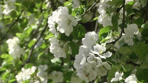 Blossoming apple tree Video stock 203409385