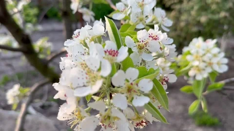 Blossoming apple tree Stock Footage 240344151