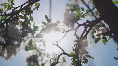 Blossoming apple tree in full bloom on blue sky background.  Stock Footage 132063974
